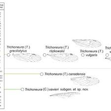 Image result for Trichoneura