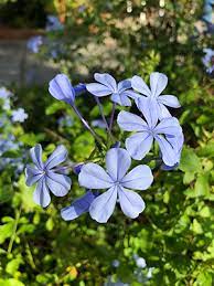See more ideas about flowers, flower painting, blue flowers. Plumbago University Of Florida Institute Of Food And Agricultural Sciences