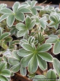 Image result for Alchemilla johnstonii