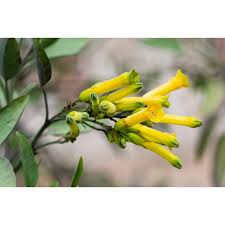 Image result for Nicotiana glauca