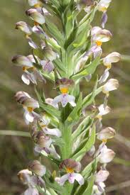 Image result for Brachycorythis ovata