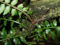 Image result for Lomariopsis