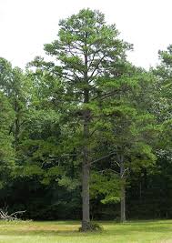 Image result for Pinus