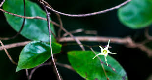 Image result for Osyridicarpos