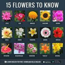 Flowers Name Learn English Hello English App Flowers Name In English