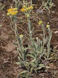 Image result for Helichrysum ellipticifolium