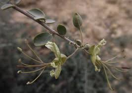 Image result for Cadaba farinosa