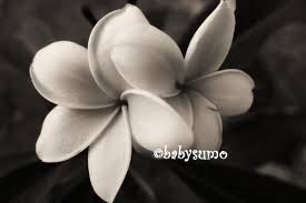 Frangipani In Black White Frangipani Flowers Things To Come