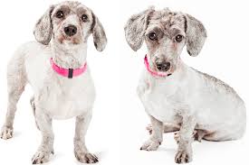 They would pick up training very quickly, though, at times might display obstinate behavior. Doxiepoo A New Mix On The Rise
