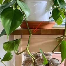 Black spots on the leaves (or the sudden collapse of the plant) indicate that the soil has been kept too wet. Beginner I Accidentally Cut A Stem Off My Pothos Plant A Few Days Ago Will It Grow Back What Should I Do Houseplants