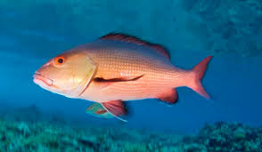 Pargo