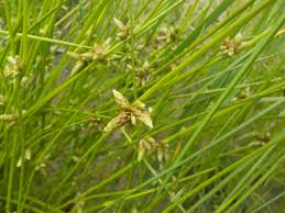 Image result for Schoenoplectiella senegalensis