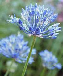 Allium Azureum Allium Flower Bulb Index In 2020 Bulb Flowers Flowers Allium