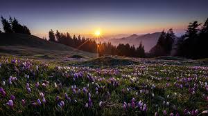 Terre Nature Paysage Nature Fleur Rayon De Soleil Soleil Purple Flower Crocus Fond D Ecran Paysage Nature Paysage Image De Fond