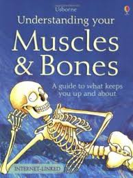 There are two main muscle groups around the knee: Bones And Muscles Theschoolrun
