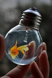 Likes Tumblr Goldfish Cool Fish Light Bulb