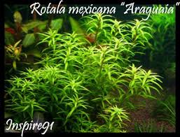Image result for Rotala mexicana