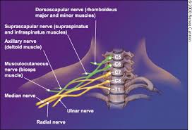 Image result for Neck and Upper Back