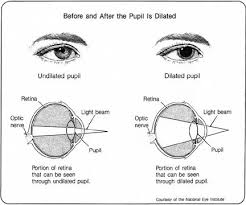 Diagram Of The Eye Before And After Dilated Eye Exam