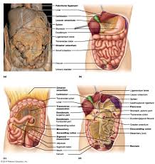 All four quadrants contain portions of. Abdominal Organs Anatomy 622 Coursebook