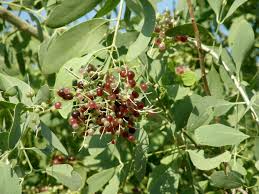 Image result for Salvadora persica