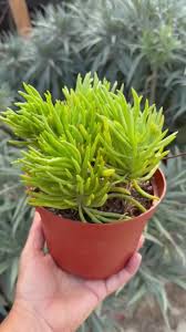 Image result for Senecio barbertonicus