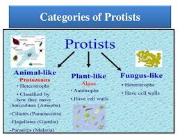 Image Result For Animal Like Protists Protists Cell Wall Animals