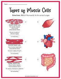 Muscular System Muscle Muscular