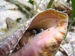Queen Conch Strombus Gigas Yes They Have Eyes And They Are Vegetarian Too Description From Pinterest Com I Searched F Conch Snail Weird Animals Animals