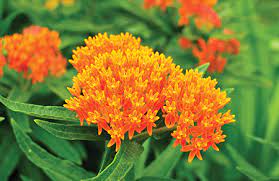 Oct 23, 2020 · these flowers grow in a spreading mound that can function as a ground cover, with blooms in bright summer colors like orange, yellow, red, and reddish purple. Going Native Charlotte Magazine