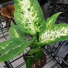 Dieffenbachia Plant The Quot Dumb Cane Plant Quot Easy To Grow House Plant Likes Temps 65 75 Degrees House Plant Care Dumb Cane Plant Popular House Plants