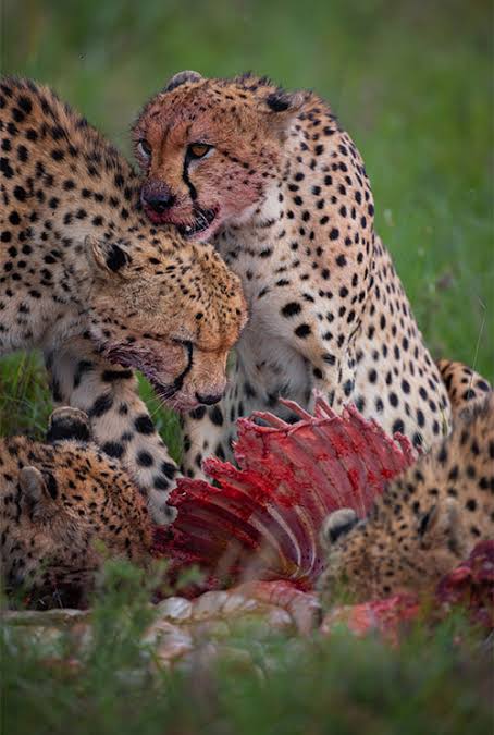 Cheetahs hunt by day on open plains, making them vulnerable to vehicle crowding., AI generated