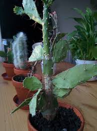 I guess it's time to get rid of it then. Cactus Growing White Hard Coating Gardening Landscaping Stack Exchange