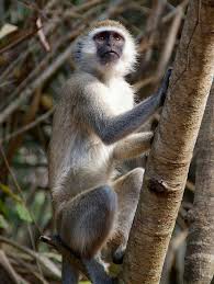 Image result for Tricalysia pallens