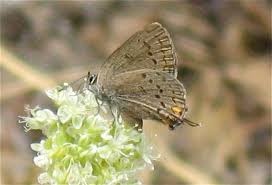 Image result for Satyrium buchananii