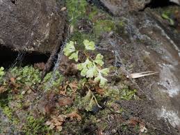 Image result for Anogramma leptophylla