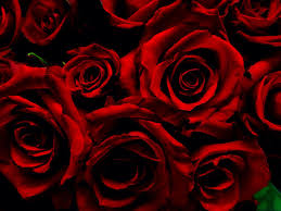 Aesthetic Black And Red Rose Wallpaper More Beautiful Red Roses Dark Red Roses Aesthetic Roses Red Roses
