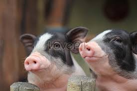 Berburu babi di gunuang sabala pessel kecamatan linggo sari baganti. 210000 Cute Little Pig Hd Photos Free Download Lovepik Com