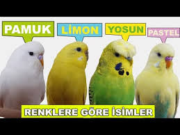 Muhabbet Kusu Isimleri Renklere Gore Youtube