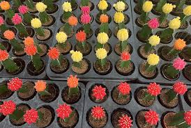Could you live in the desert? Desert Plants Desert Plants