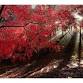 Naritasan Park Fall Foliage Festival event image