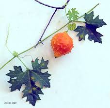 Image result for Momordica balsamina