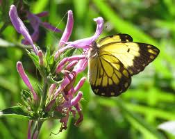 Image result for Hypoestes aristata