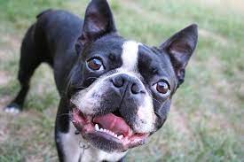 Check spelling or type a new query. Fun Facts About Boston Terriers