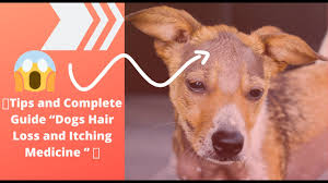 dogs hair loss and itching cine