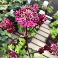 Read up on this plant or stop into sunnyside gardens in minneapolis to talk to our experts! Astrantia Major Star Of Fire Star Of Frie Masterwort Plantmaster