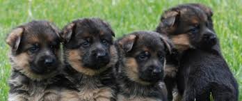 We are excited to raise shilohs because they make won… German Shepherd Puppies For Sale My Bodyguard Dogs Dog Breeding