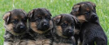 To view our available puppies and upcoming german shepherd puppies for sale in. German Shepherd Puppies For Sale My Bodyguard Dogs Dog Breeding