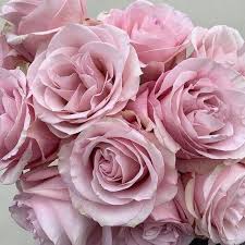 The best gifs are on giphy. Light Pink Secret Garden Roses Soft Pink Diy Wedding Flowers Flower Moxie