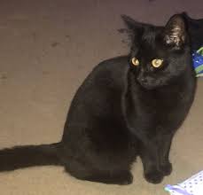 Download 10 photos or vectors. 8 Month Old Kitten For Sale Edinburgh Midlothian Pets4homes